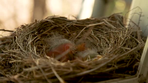 Yavru Kuşlar Bir Yuvada Uyuyor Yakın Çekim Görüntüleri — Stok video