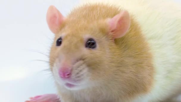 Macro Close Fancy Rat Face Head Sniffs Looks Camera White — стоковое видео