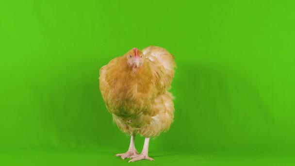 Full Body Wide Shot Beige Chicken Looking Forward Camera While — Stock Video