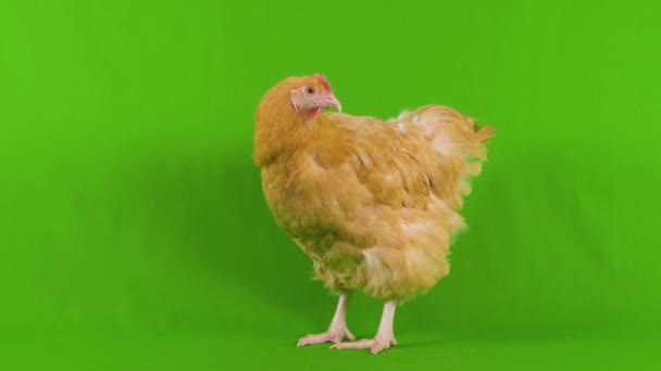 Pollo Sullo Schermo Verde Guarda Nervosamente Intorno Dietro Come Fosse — Video Stock