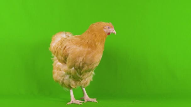 Chicken Green Screen Turns Circles Showing All Feathers — Vídeos de Stock