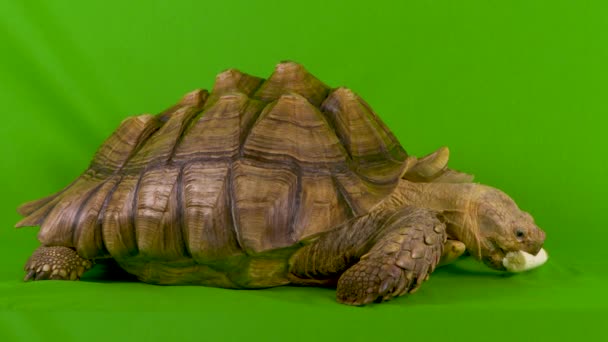 Amplio Plano Una Tortuga Azucarada Africana Sulcata Comiendo Plátano Pantalla — Vídeos de Stock