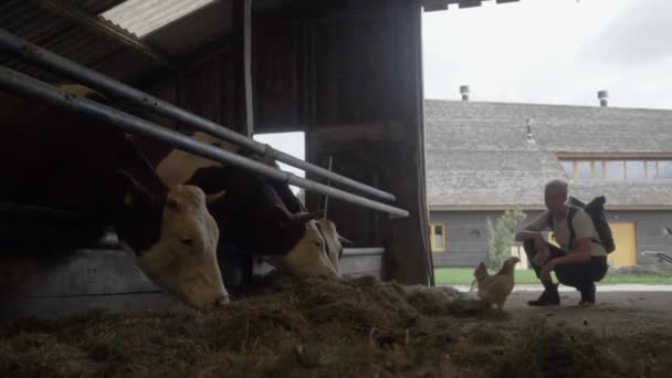 Slow Motion Low Angle Shot Traveler Observing Cows Eating Barn — Vídeo de Stock