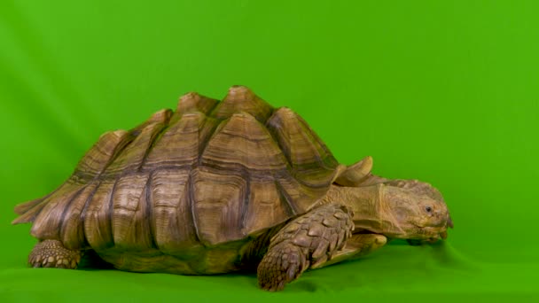 Brett Skott Sulcata Afrikansk Sporrad Sköldpadda Grön Skärm — Stockvideo