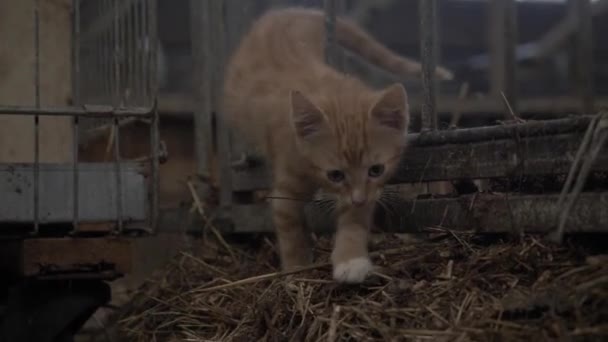 Close Cute Orange Kitten Climbing Gate Barn — Stock video