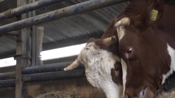 Close Shot Two Brown White Cows Grazing Hay Fence Barn — 图库视频影像