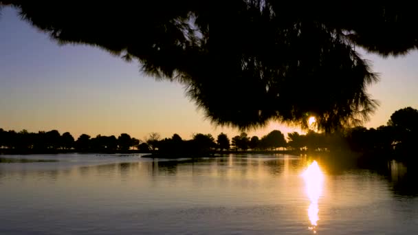 Pohon Atas Danau Saat Matahari Terbit — Stok Video