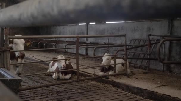 Wideo Oglądające Bramę Trzech Krów Zamkniętych Rustykalnej Szopie — Wideo stockowe