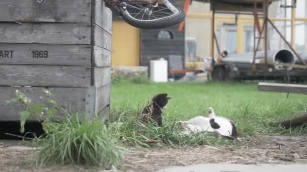Two Kittens Rustic Farm Playing Each Other Grass — Stock Video