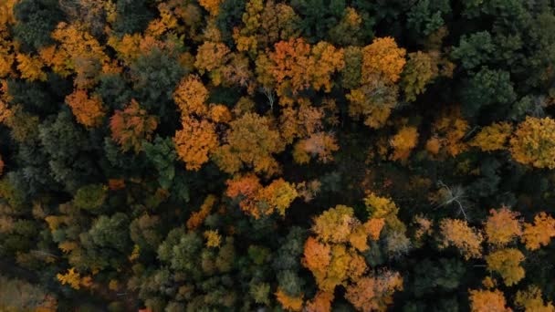 Vol Par Drone Dessus Forêt Automne Canada Feuilles Arbres Automne — Video