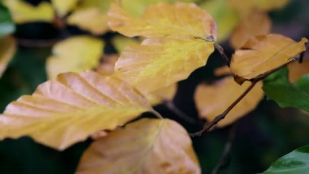 All Shades Autumn Show Leaves Change Colour Woodland Worcestershire Blow — ストック動画