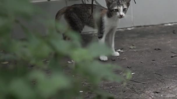 Reveal Scared Small Stray Kitten Cat Crying Help Abandoned House — 图库视频影像