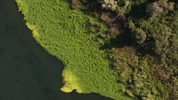 Looking Straight Green Water Northern California Delta — Stock Video