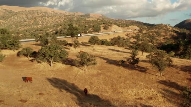 Aerial Cows Grazing Desert Grassland California Highway Golden Hour — Vídeo de Stock