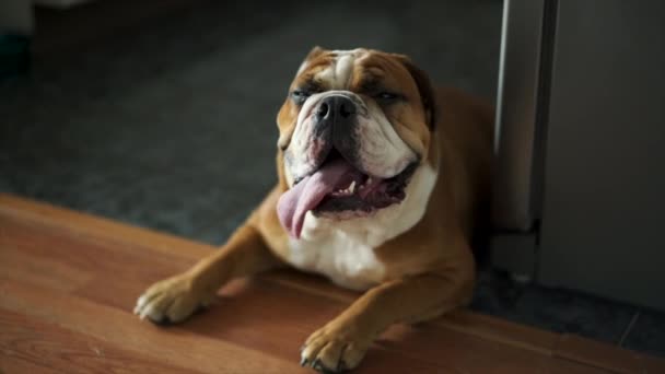English Bulldog Exhausted Playing Ball Warm Summer Day — Vídeo de stock