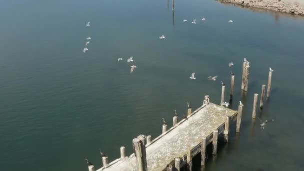 Aerial Video Old Abandoned Dock Birds Flying Northern California Bodega — ストック動画