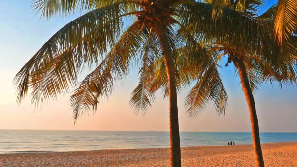 Beautiful Landscape Sea Beach Coconut Palm Tree Sunset Time — Video Stock