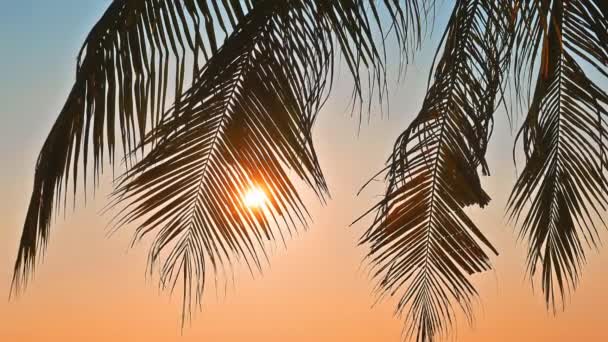 Красивий Пейзаж Морського Пляжу Кокосовою Пальмою Заході Сонця — стокове відео