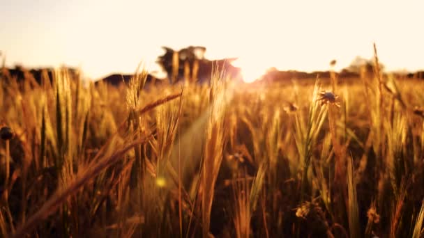 Wide Cinematic Shot Jogger Running Field Sunset Silhouette — 图库视频影像