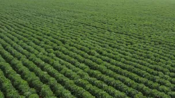 Aerial View Farm Coast High Way Northern California — Vídeo de stock