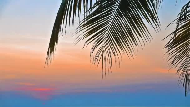 Пейзаж Морского Пляжа Кокосовой Пальмой Закате — стоковое видео