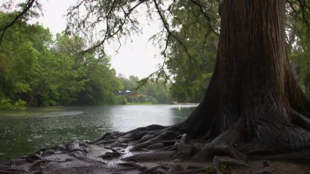 Wide Shot San Marcos River Rainstorm Cypress Tree Foreground Focus — Stockvideo