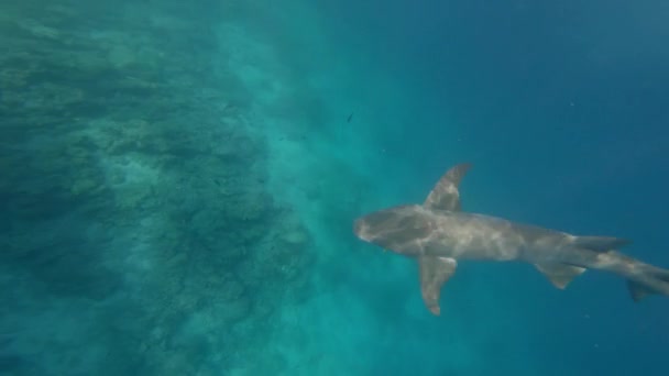 Top View Shark Swimming Slowly Deep Sea — Stock videók