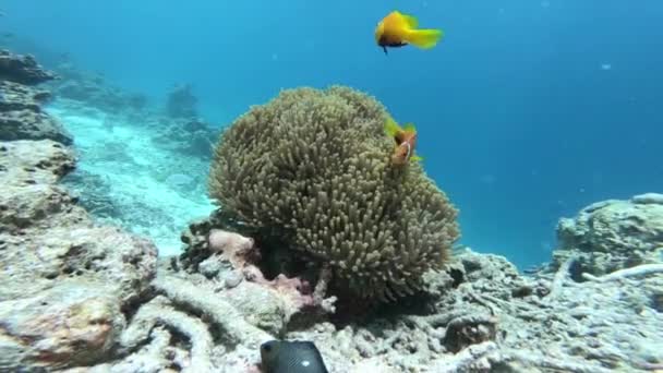 Clownfisk Som Simmar Med Korall — Stockvideo