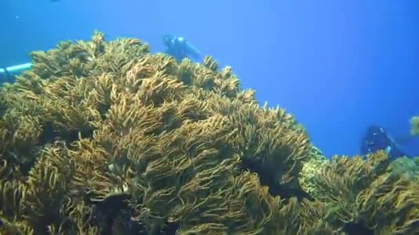 Camera Glides Healthy Coral Reef Indonesia Discover Some Divers End — Vídeos de Stock