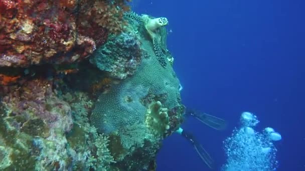 Sea Turtle Resting Reef Wall Divers Swim Him Camera Panning — Vídeo de stock