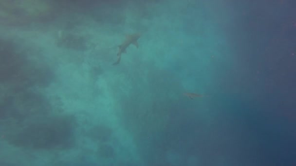 Top View Shark Swimming Slowly Deep Sea — Stock videók