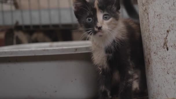 Hungry Kitten Wonders Barn — Stockvideo