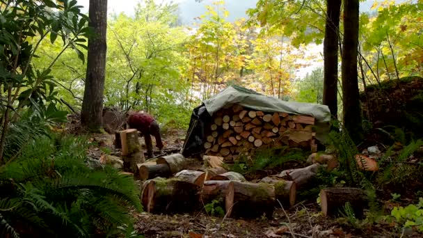 Chopping Firewood Rainforest Axe — Stockvideo