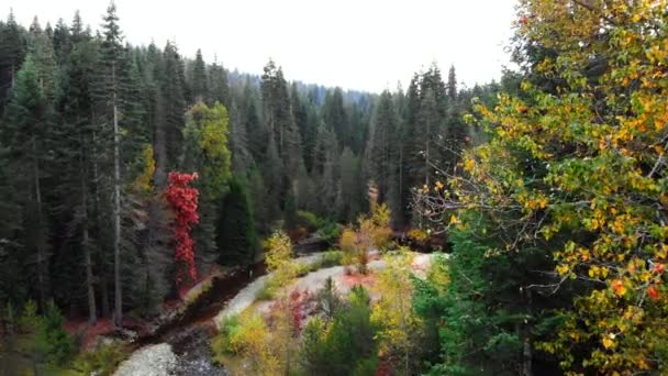 Aerial Shot Aspen Pine Trees Fall Small Creek — Stockvideo