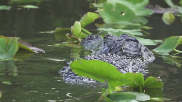 Αλιγάτορας Κολυμπά Στο Βάλτο Everglades Της Νότιας Φλόριντα Αργή Κίνηση — Αρχείο Βίντεο