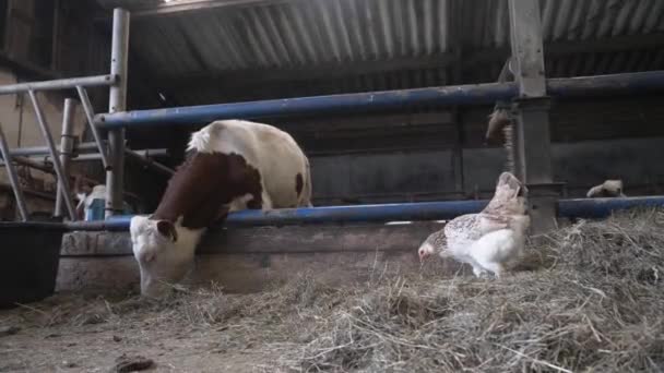 Brown White Cow Eating Feed Hay Barn Dry Grass Organic — Stock Video