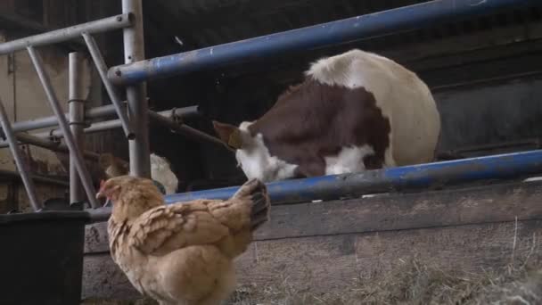 Brown White Cow Eating Feed Hay Barn Dry Grass Organic — Stockvideo