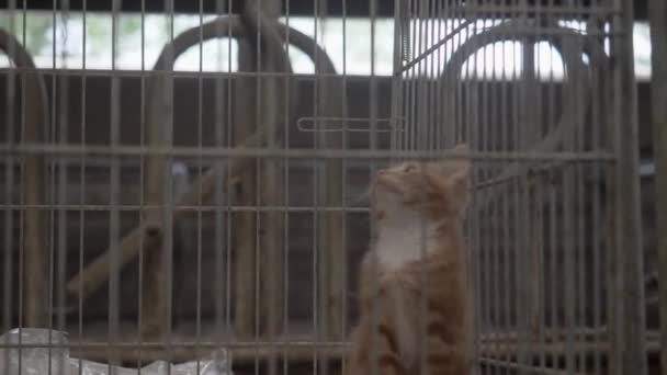 Homeless Young Cat Kitten Alone Cage Home Shelter Animals Foundation — 图库视频影像