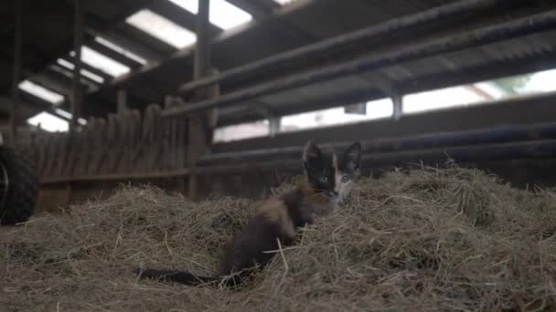 Homeless Young Cat Kitten Alone Farm Playing Looking Insects — Vídeo de stock