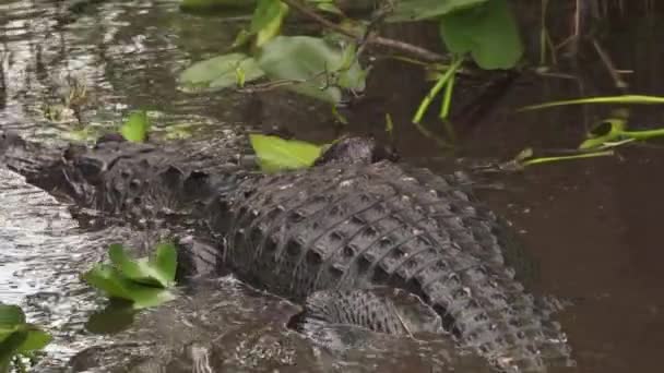 Alligator Swimming South Florida Everglades Swamp Slow Motion Camera Panning — Stockvideo