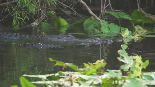 Два Аллигатора Плавают Вместе Время Спаривания Южной Флориде Эверглейдс Разрешении — стоковое видео