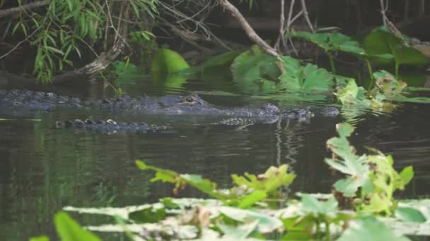 Two Alligators Swimming Together Mating South Florida Everglades Resolution — Vídeo de stock