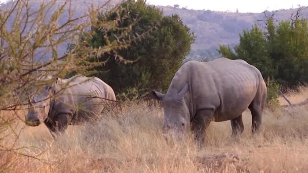 Southern White Rhinos Grazing — Stockvideo
