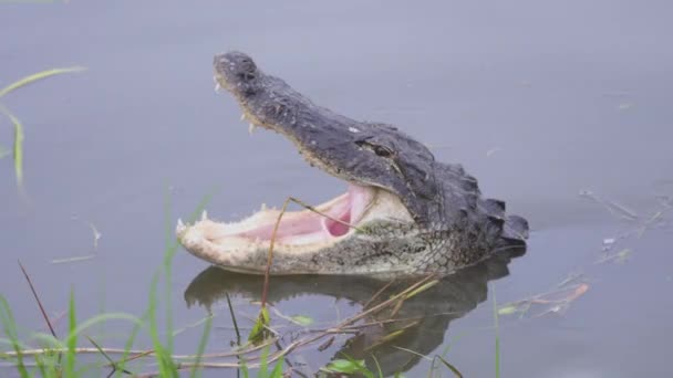 Alligator Opening Mouth South Florida Everglades Swamp Resolution — Stock videók