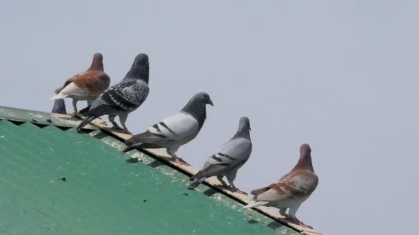 Homing Pigeons High Roof Single Bird Flies Settles Them Slow — Stockvideo