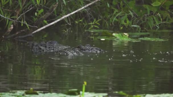 Alligators Mating South Florida Everglades Swamp Pond Slow Motion — Stockvideo