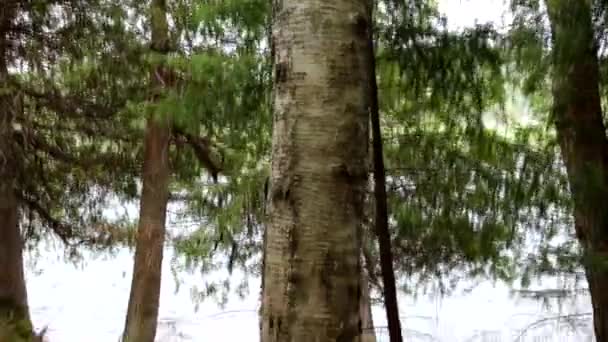 Tree Chewed Beaver Canada Recorded Canon 2016 — Stockvideo