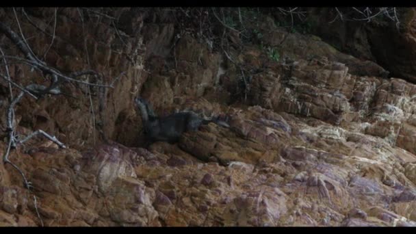 Large Otter Aonyx Capensis Feeds Small Pyjama Shark Rocks Alongside — Wideo stockowe