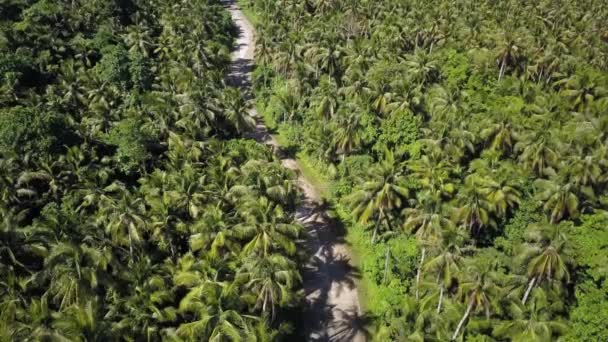 Aerial Static Shot Curvy Palm Tree Lined Road Scooter Driving – stockvideo