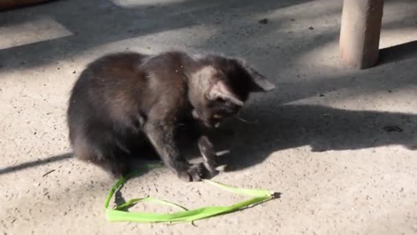 Small Black Feral Kitten Plays Alone Green Strip Grass — Video Stock